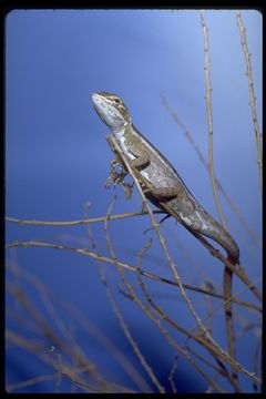 Image of Canegrass Two-line Dragon