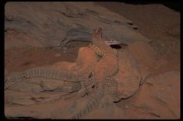 Image of Sand Monitor