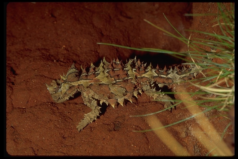 Image of Thorny devil