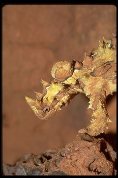 Image of Thorny devil