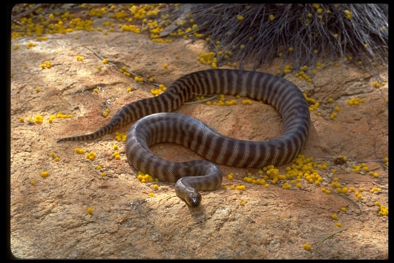 Image of Ramsay's Python