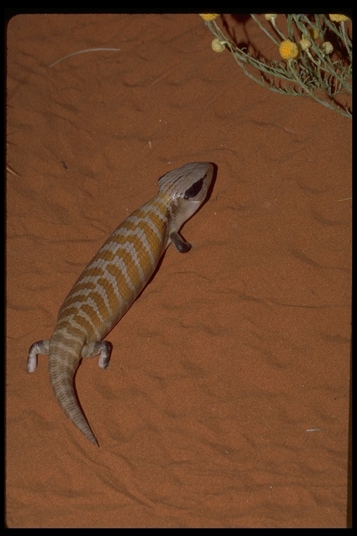 Image of Centralian Blue-Tongued Lizard