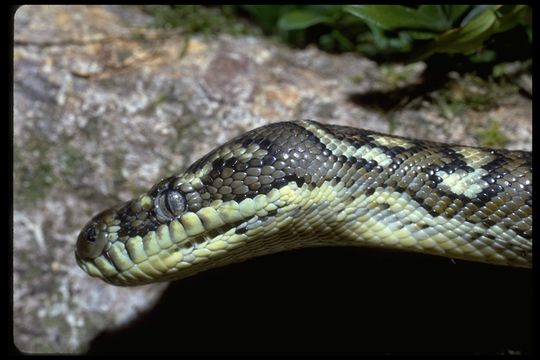 Image of Morelia spilota mcdowelli Wells & Wellington 1984