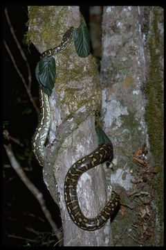 Image of Morelia spilota mcdowelli Wells & Wellington 1984