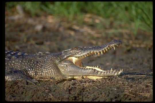 Image of Estuarine Crocodile