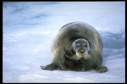 Image of Bearded Seal