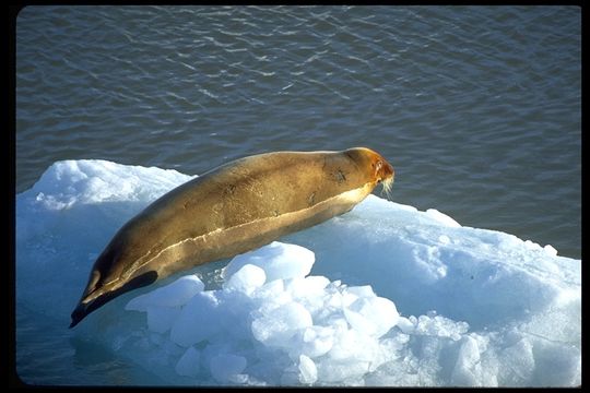 Image of Bearded Seal