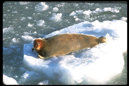 Image of Bearded Seal