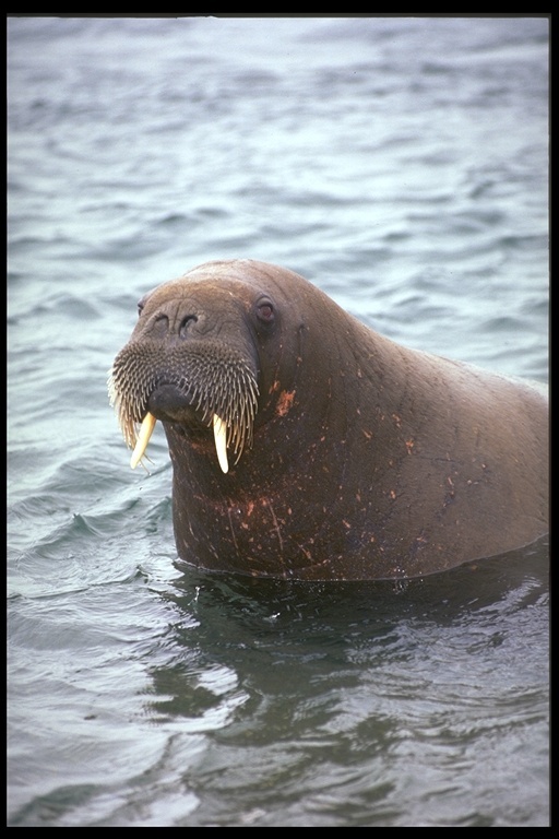 Image of Walrus