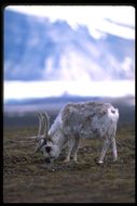 Image of Svalbard reindeer