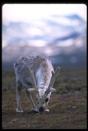 Image of Svalbard reindeer