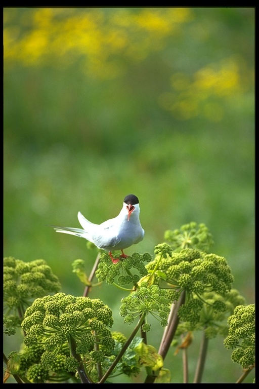 Image of Arctic Tern