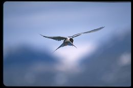 Image of Arctic Tern