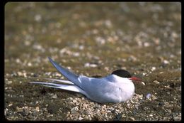 Image of Arctic Tern