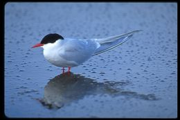 Image of Arctic Tern