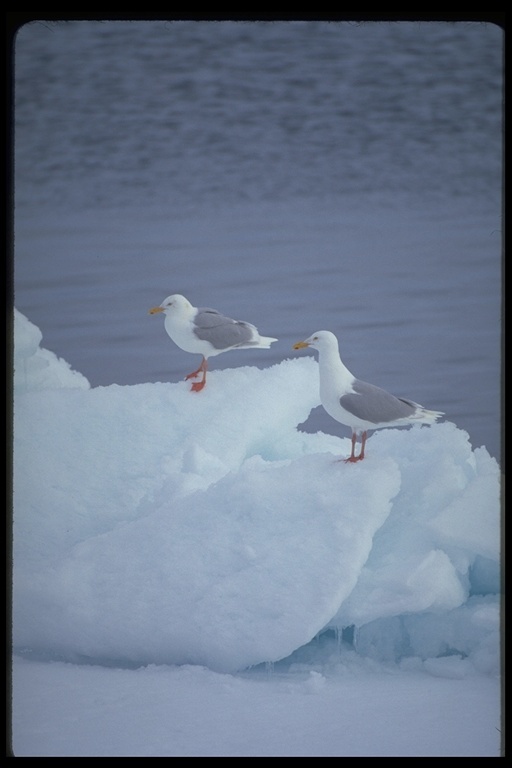 Image of Glaucous Gull