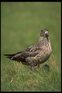 Image of Great Skua