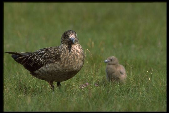 Image of Great Skua