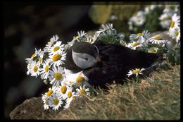 Image of Atlantic Puffin