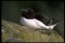 Image of Razorbill