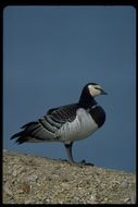 Image of Barnacle Goose