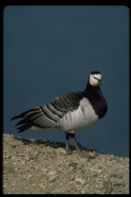 Image of Barnacle Goose