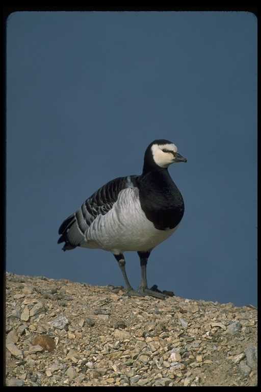 Image of Barnacle Goose