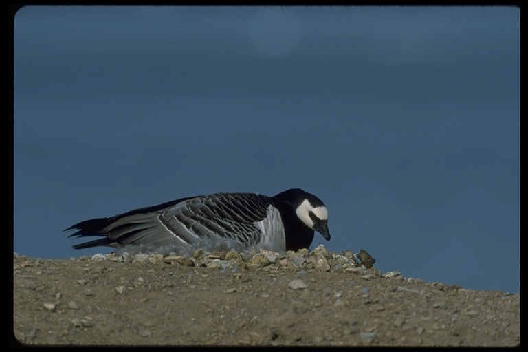 Image of Barnacle Goose