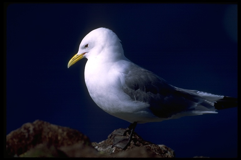 Image of Black-legged Kittiwake