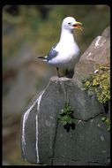 Image of Black-legged Kittiwake