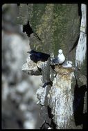 Image of Black-legged Kittiwake