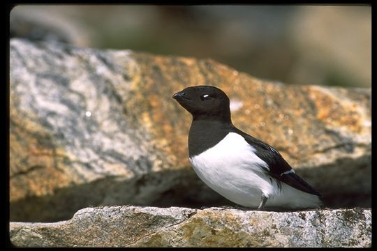 Image of Little Auk