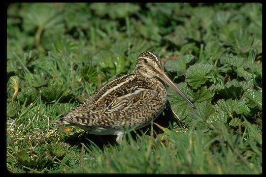 صورة Gallinago paraguaiae magellanica (King & PP 1828)