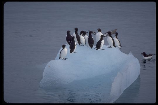 Image of Brünnich's Guillemot