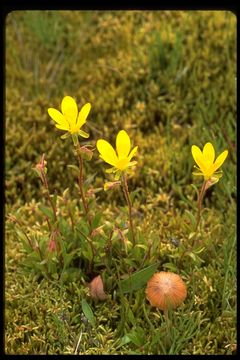 Image de saxifrage bouc, saxifrage dorée