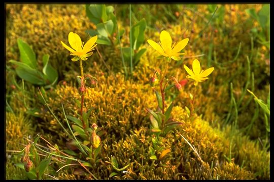 Image de saxifrage bouc, saxifrage dorée