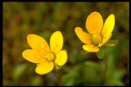 Image of Yellow Marsh Saxifrage
