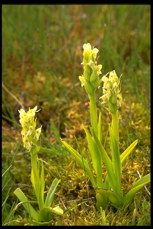 Image of Northern green orchid