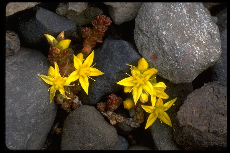 Image of Biting Stonecrop