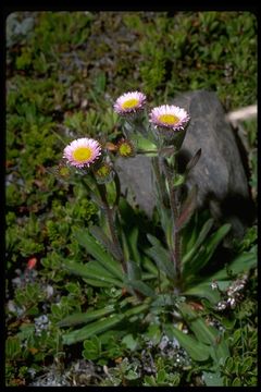 Image de Erigeron borealis (Vierh.) Simmons