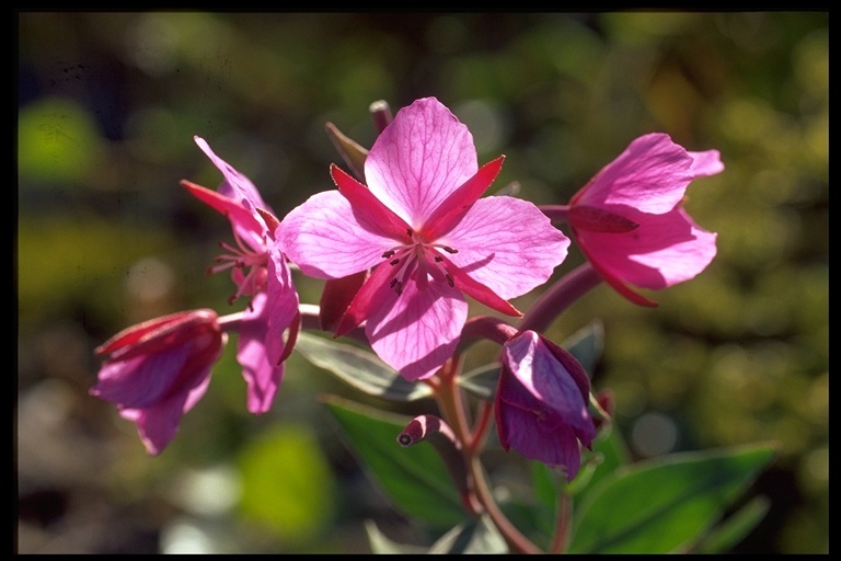 Image de Epilobium latifolium L.