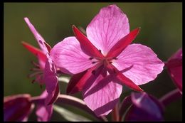 Image of dwarf fireweed