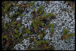 Image of black crowberry