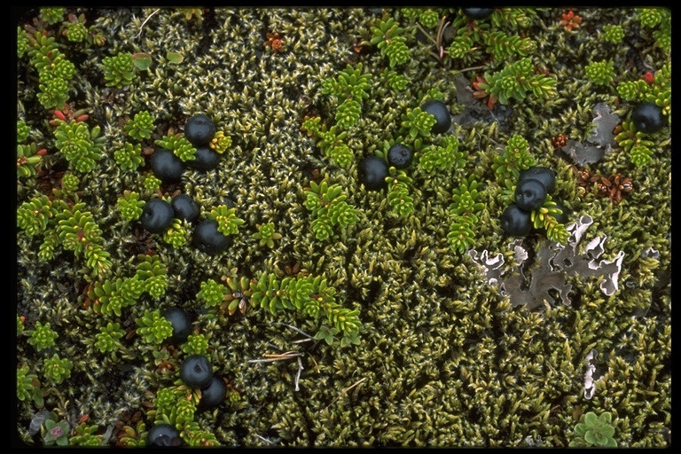 Image of black crowberry