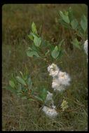 Image of diamondleaf willow