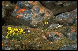 Image of alpine draba