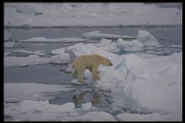 Image of polar bear