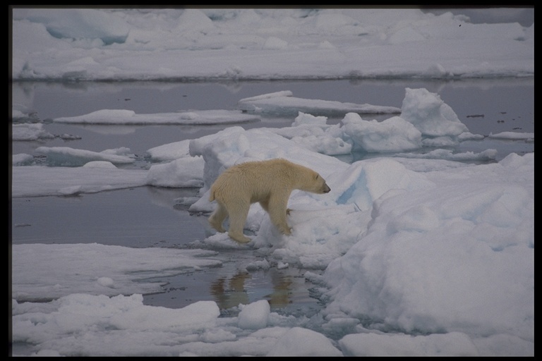 Image of polar bear