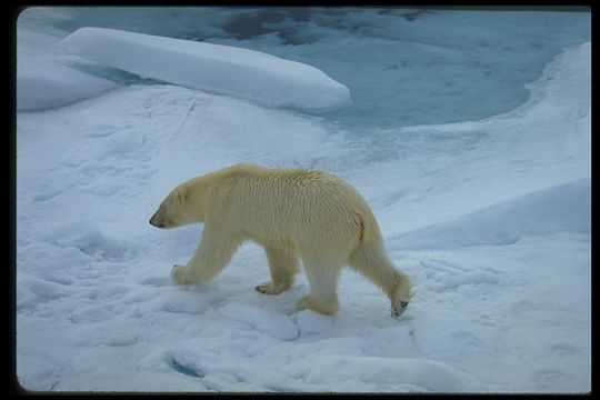 Imagem de urso-polar