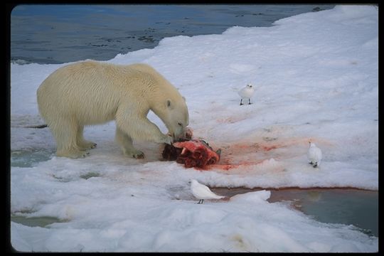 Imagem de urso-polar